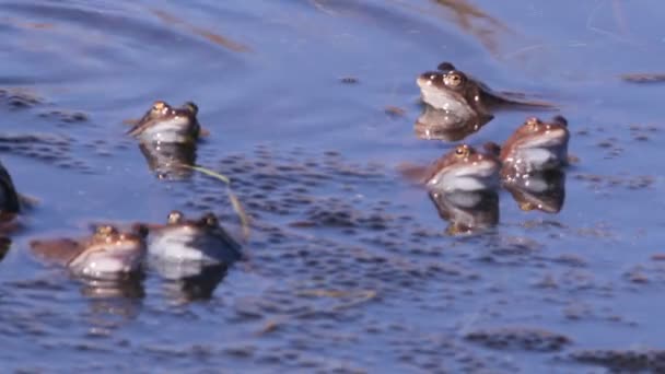 Frogs mating season spring — Stock Video