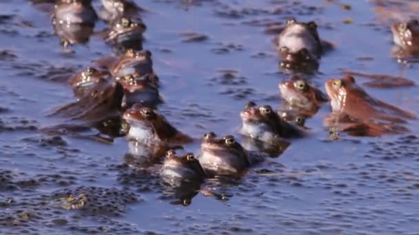 Frogs mating season spring — Stock Video