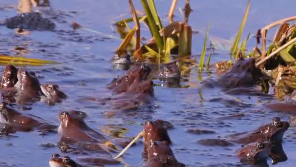 Frogs mating season spring — Stock Video