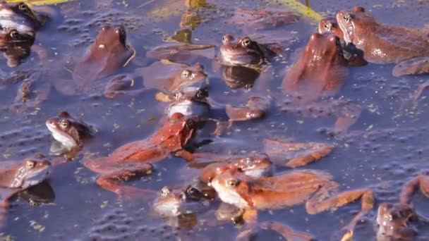 Frogs mating season spring — Stock Video