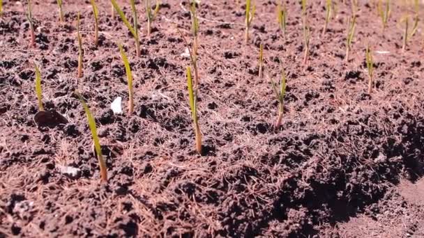 Palántákat hagyma, fokhagyma-zöldség kertekben, a föld — Stock videók