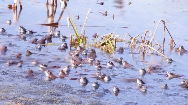 Sapos acasalamento primavera temporada — Vídeo de Stock