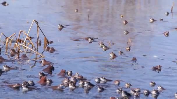 Frösche Paarungszeit Frühling — Stockvideo