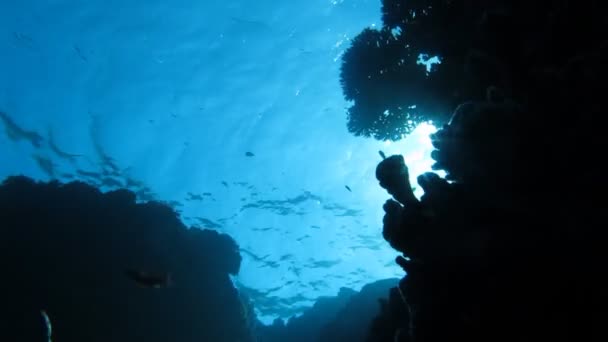 산호 산호 물고기 — 비디오
