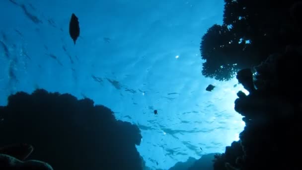 Mercan resifi balığı — Stok video