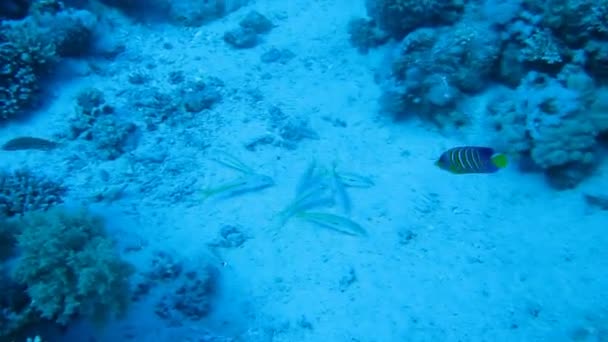 水コラムでサンゴ礁の魚の群れ — ストック動画