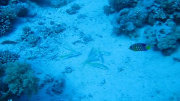 Una bandada de peces de arrecife en la columna de agua — Vídeo de stock