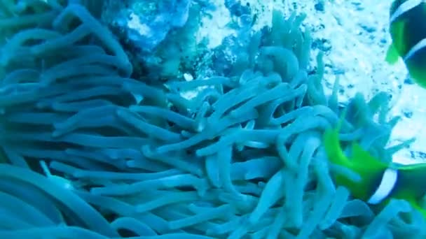 Los peces payaso nadan en anémonas, arrecife de coral — Vídeos de Stock