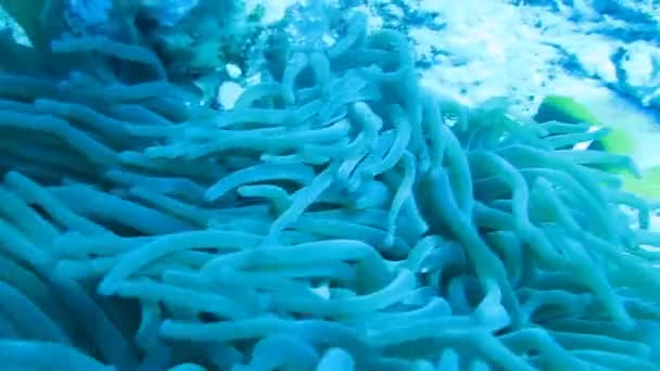 Peixes palhaços nadam em anêmonas, recifes de coral — Vídeo de Stock