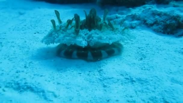 Medusas venenosas arena del fondo marino — Vídeo de stock