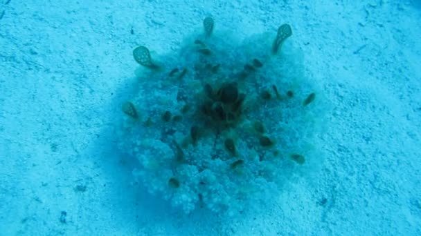 Medusas venenosas arena del fondo marino — Vídeos de Stock