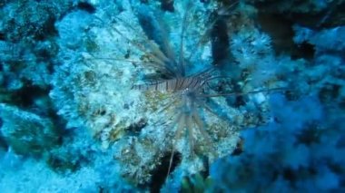 Balık, mercan resif üzerinde lionfish