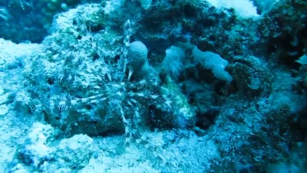 Lys de mer, le ver sur un récif corallien 