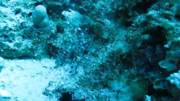 Sea Lily, el gusano en un arrecife de coral — Vídeo de stock