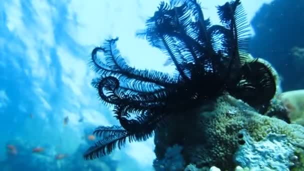 Sea Lily, el gusano en un arrecife de coral — Vídeos de Stock
