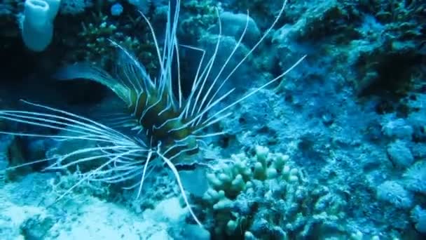 Peces, peces león en un arrecife de coral — Vídeo de stock