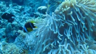 anemon, mercan palyaço balık yüzmek