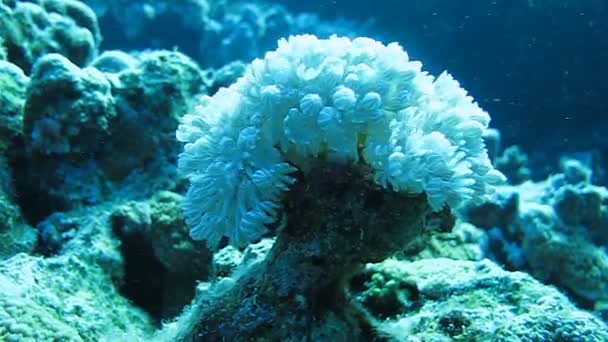 Flores brancas anêmonas do mar entre corais — Vídeo de Stock