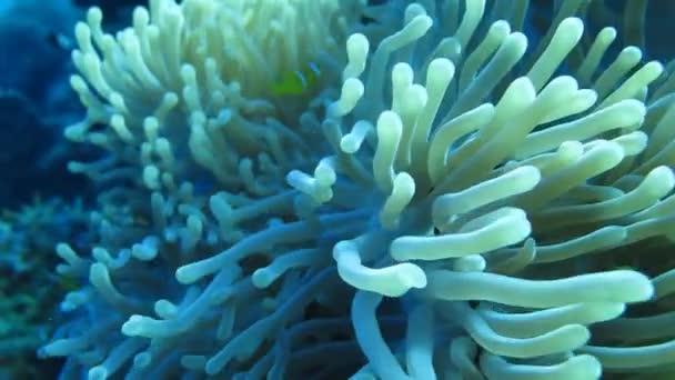 Clown fish swim in anemones, coral reef — Stock Video