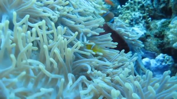 Clownfische schwimmen in Anemonen, Korallenriffen — Stockvideo