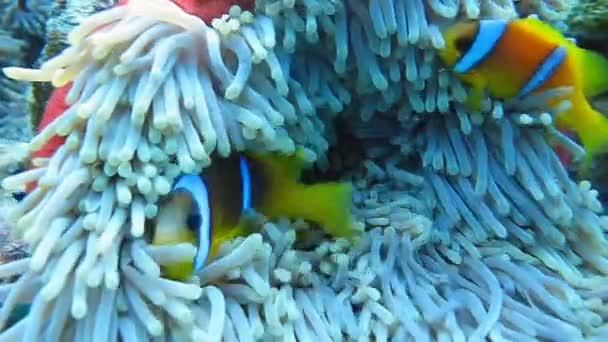 Los peces payaso nadan en anémonas, arrecife de coral — Vídeo de stock