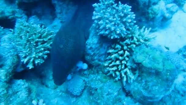 Moray est assis dans le corail, le récif corallien — Video