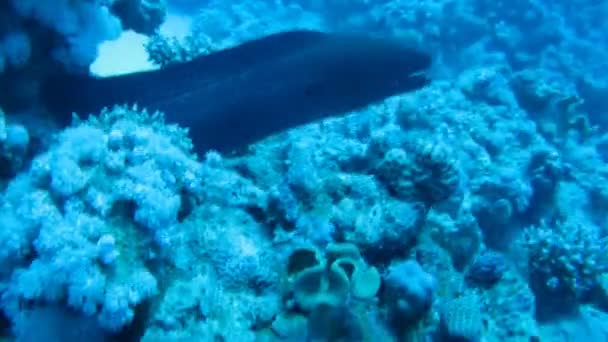 Moray está sentado en el coral, el arrecife de coral — Vídeo de stock