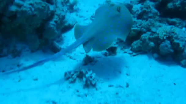 Scat en un arrecife de coral — Vídeo de stock