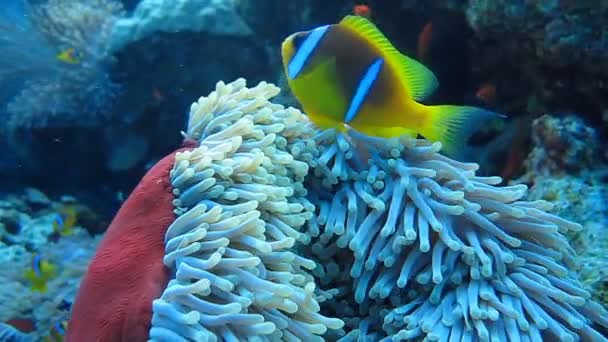 Clown fiskar simmar i anemoner, korallrev — Stockvideo