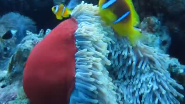 I pesci pagliaccio nuotano negli anemoni, barriera corallina — Video Stock