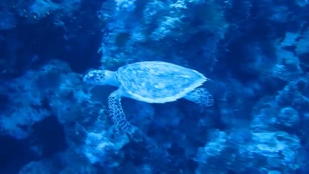 Arrecife de coral de tortuga marina — Vídeo de stock