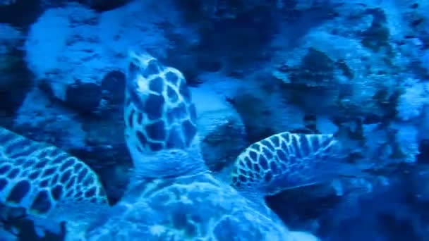 Sea turtle coral reef — Stock Video