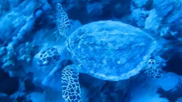 Arrecife de coral de tortuga marina — Vídeos de Stock