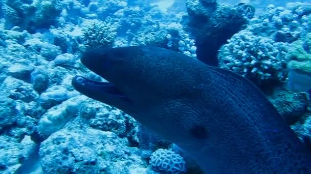 Moray está sentado en el coral, el arrecife de coral — Vídeos de Stock