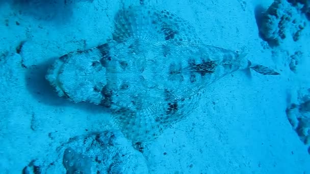 Cocodrilo de pescado en un arrecife de coral — Vídeo de stock