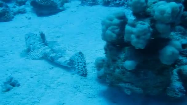 Fish crocodile on a coral reef — Stock Video