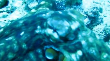 Mercan Denizi masmavi suda doğum ahtapot