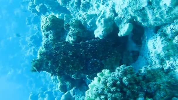 Pulpo sobre arrecife de coral en el mar en agua azul clara — Vídeo de stock