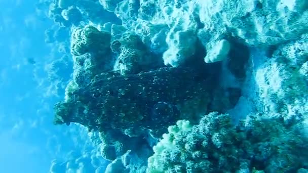 Polvo no recife de coral no mar em água azul clara — Vídeo de Stock