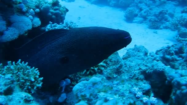 Moray está sentado en el coral, el arrecife de coral — Vídeos de Stock