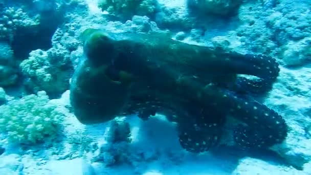 Pieuvre sur le récif corallien dans la mer en eau bleue claire 