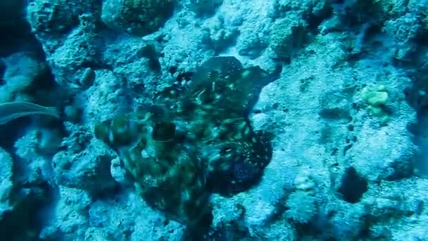 Polvo no recife de coral no mar em água azul clara — Vídeo de Stock