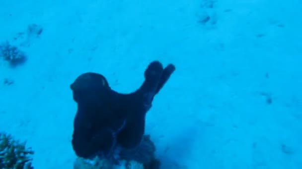Octopus op koraalrif in de zee in helder blauw water — Stockvideo