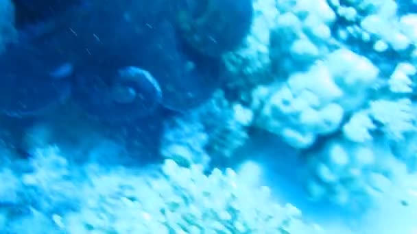 Octopus op koraalrif in de zee in helder blauw water — Stockvideo