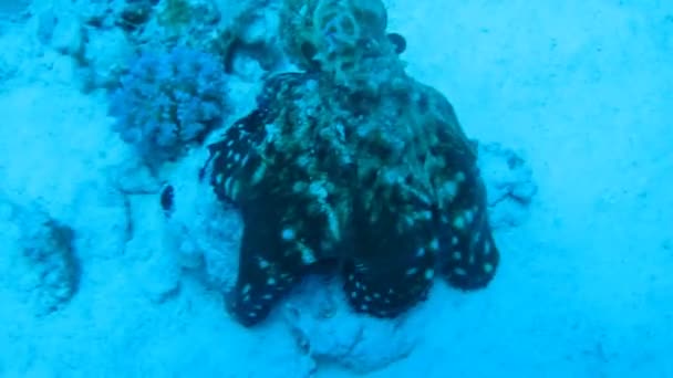 Pieuvre sur le récif corallien dans la mer en eau bleue claire — Video