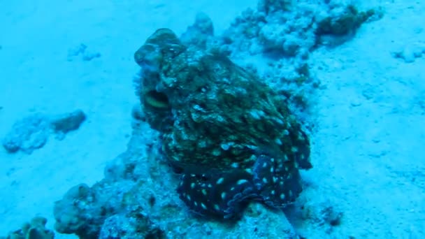Восьминіг на коралові рифи в море в чистою блакитною водою — стокове відео