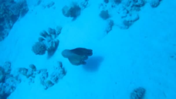 Pulpo sobre arrecife de coral en el mar en agua azul clara — Vídeos de Stock