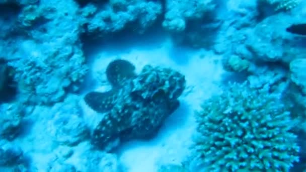 Octopus op koraalrif in de zee in helder blauw water — Stockvideo