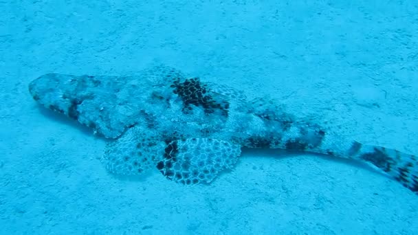 Vis krokodil op een koraal rif — Stockvideo