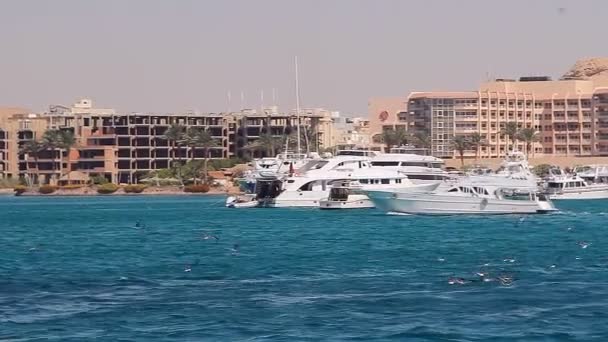 Yachts and Boats in the Port. — Stock Video